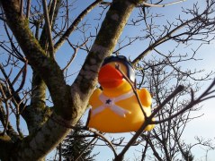 San Franny Rubber Duck