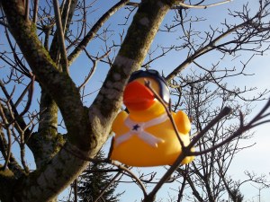 San Franny Rubber Duck