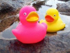 The Twin Rubber Duckies, Pinky and Perky