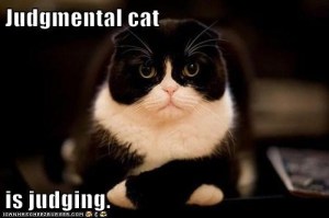 LOL cat: Judgmental cat is judging
