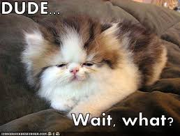 LOL cat: Dude, wait, what?