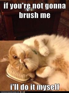 if you're not gonna brush me, i'll do it myself