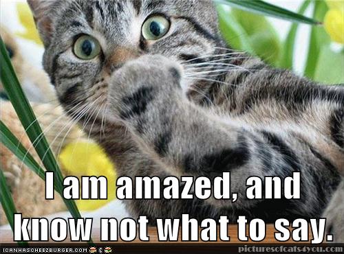 LOLcat amazed