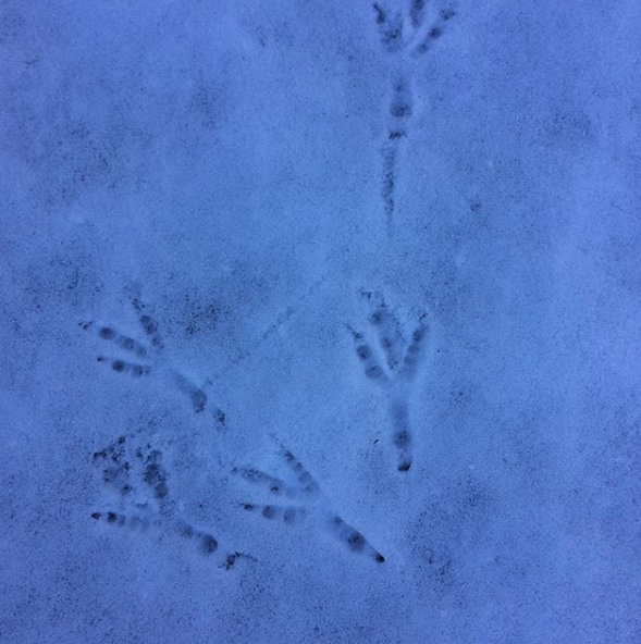 Prints in the snow