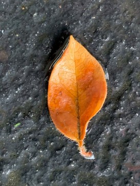 Leaf