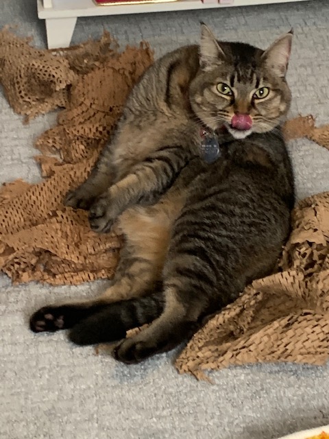 Gratuitous cat picture